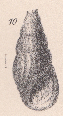 Rissoina milleri Lycett, 1863 Rissoina milleri Lycett, 1863