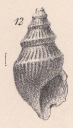 Rissoina witchelli Lycett, 1863