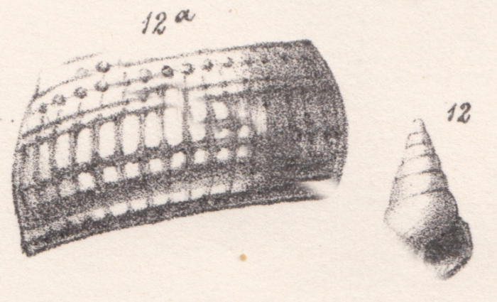 Rissoina cancellata Morris & Lycett, 1850