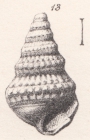 Rissoina tricarinata Morris & Lycett, 1850