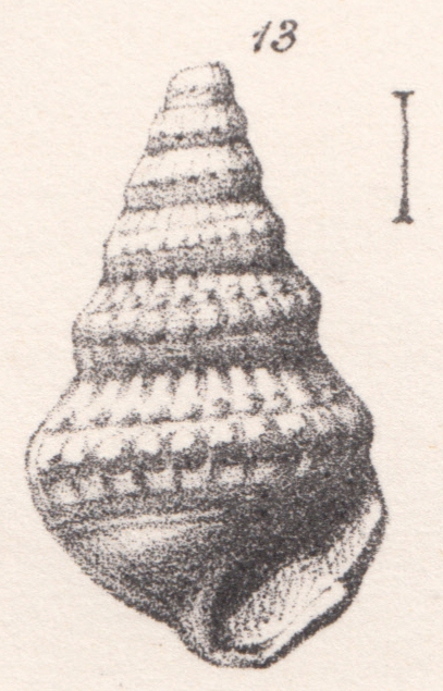 Rissoina tricarinata Morris & Lycett, 1850 Rissoina tricarinata Morris & Lycett, 1850
