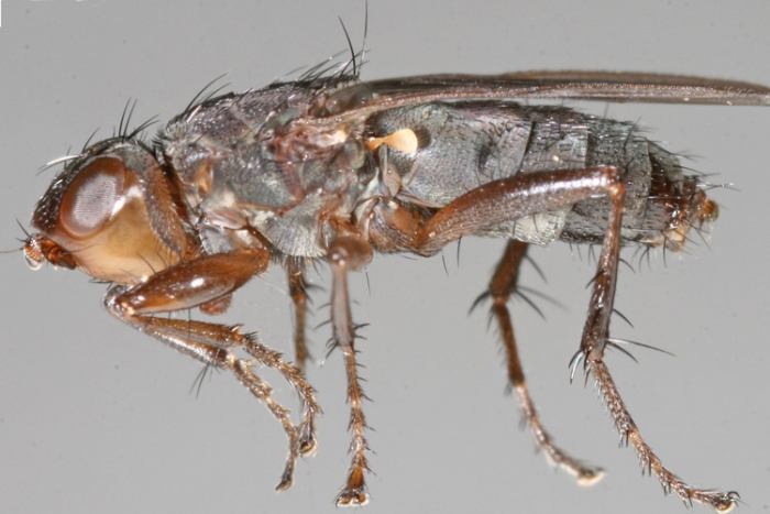 Orygma luctuosum Orygma luctuosum