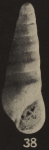Rissoina fictor Finlay, 1930