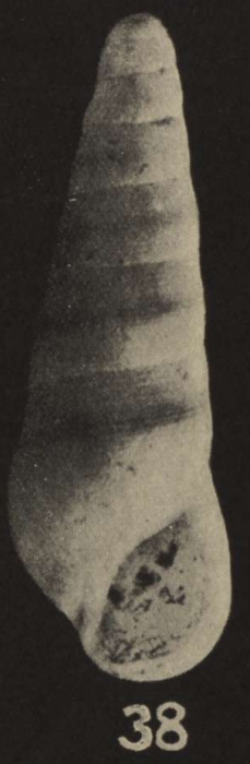 Rissoina fictor Finlay, 1930 Rissoina fictor Finlay, 1930
