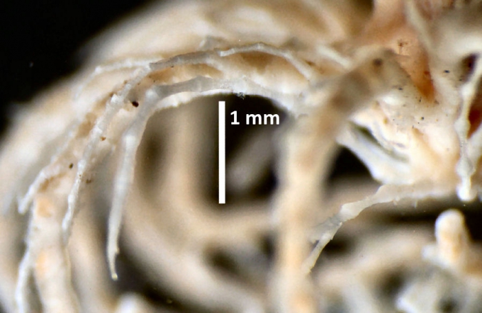 Compsometra (=Antedon) longicirra SYNTYPE USNM E449 spec 2 cirrus