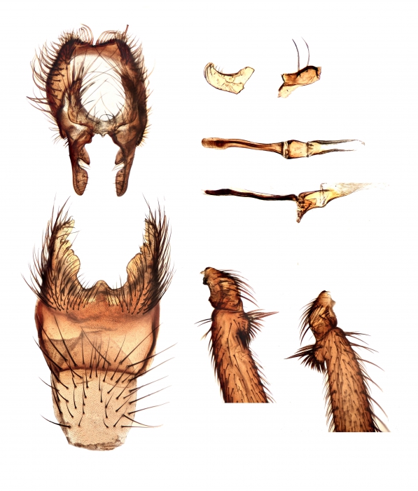Fucellia maritima Fucellia maritima