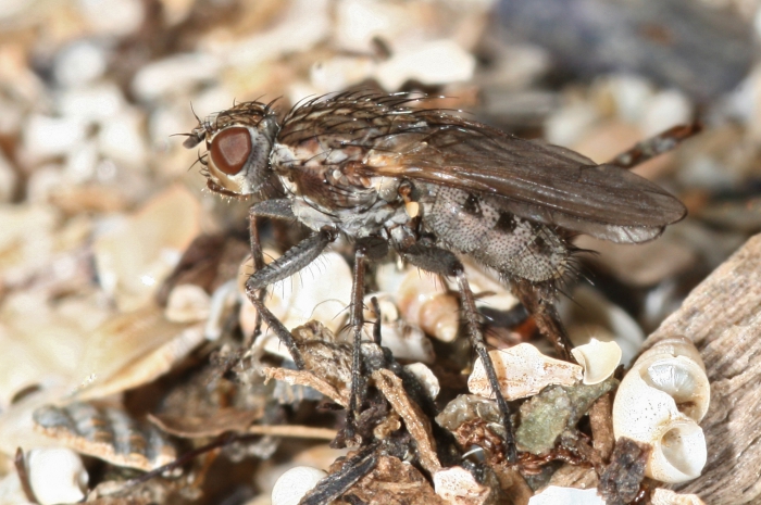 Fucellia maritima