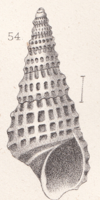 Phosinella collinsii (Gabb, 1881)