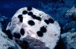 WoRMS - World Register of Marine Species - Arbacia lixula