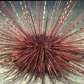 Echinodermata (echinoderms)