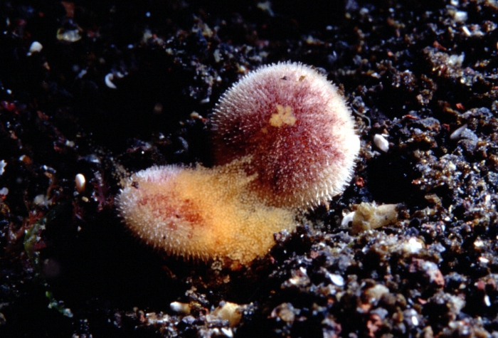 Echinocyamus pusillus (Azores)