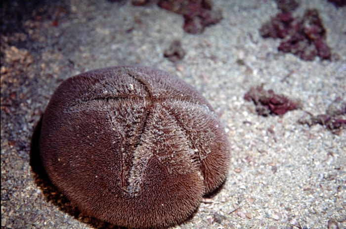 Meoma ventricoa (Cape Verde Islands)