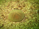 Echinolampas rangii (Senegal)