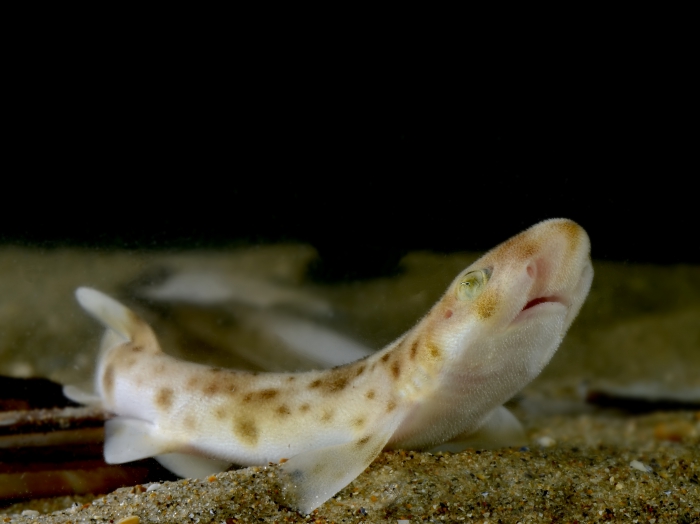 Lesser spotted dogfish - Scyliorhinus canicula (juvenile)