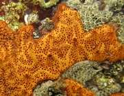 Botrylloides nigrum, marina Bocas del Toro, Panama
