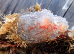 Ascidiella aspersa on a dock, Woods Hole