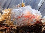 Ascidiella aspersa on a dock, Woods Hole
