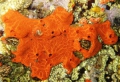 Tunicata (sea squirts)