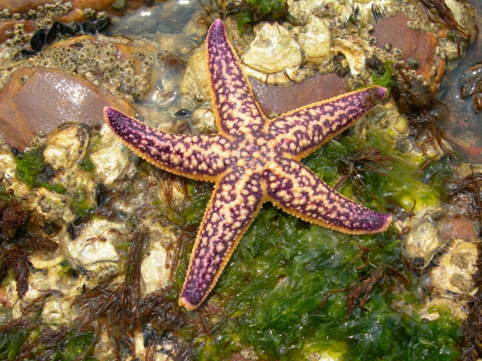 Asterias amurensis Asterias amurensis