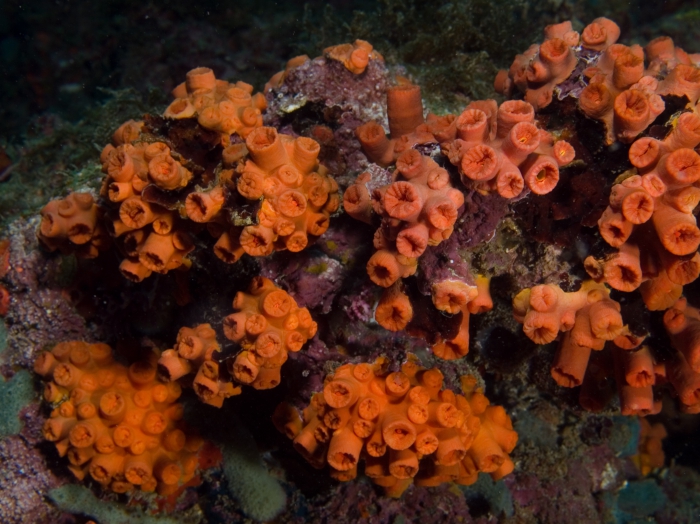 Tubastrea coccinea Tubastrea coccinea