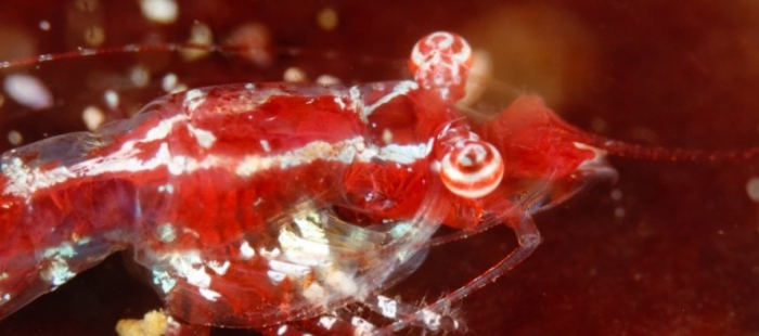 Stargazer mysid  Mysidopsis zsilaveczi 