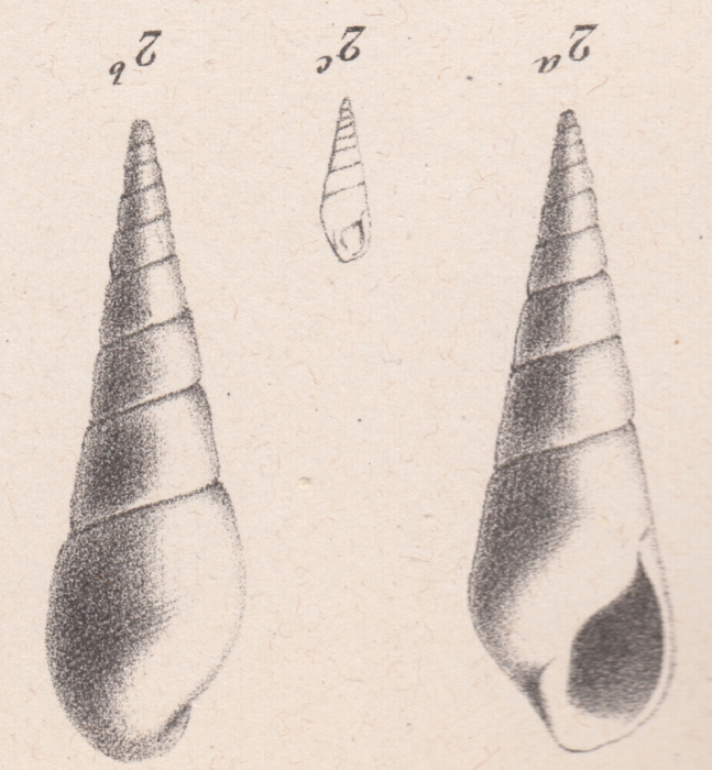 Melania florentinae Briart & Cornet, 1873 Melania florentinae Briart & Cornet, 1873