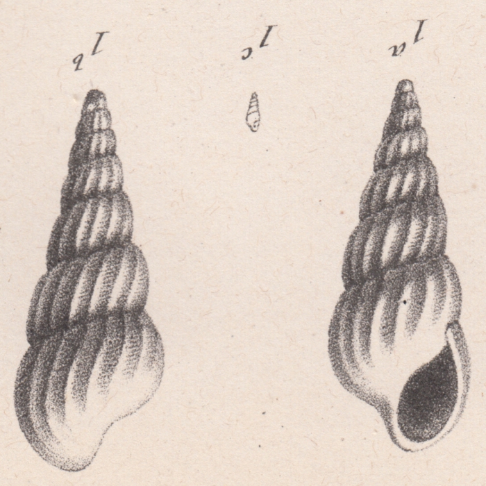 Melania exornata Briart & Cornet, 1873 Melania exornata Briart & Cornet, 1873