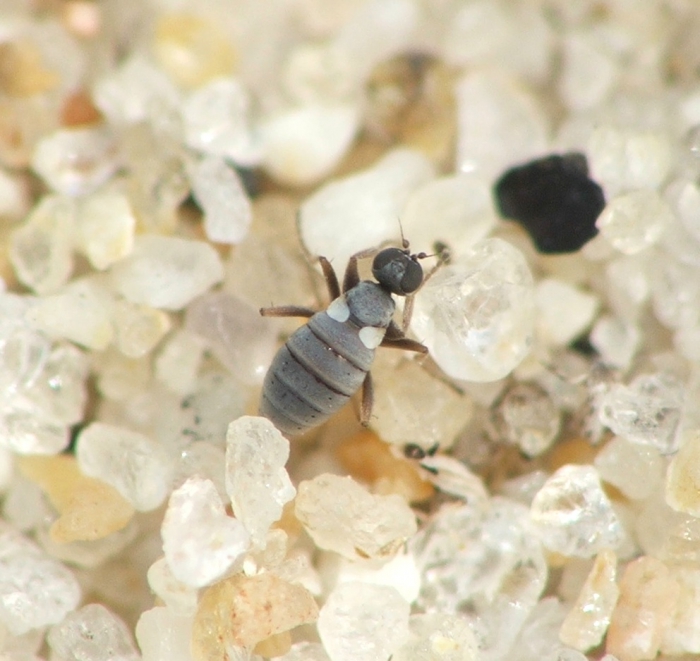 Chersodromia squamata Chersodromia squamata