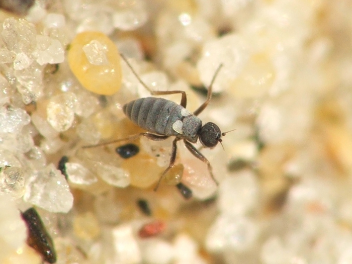 Chersodromia squamata Chersodromia squamata