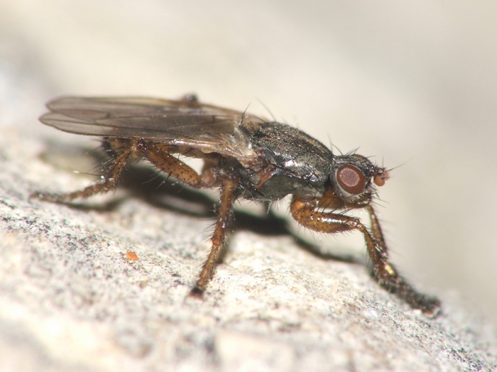 Coelopa frigida Coelopa frigida