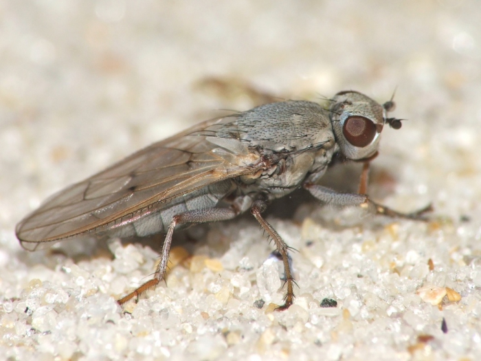 Helcomyza ustulata Helcomyza ustulata