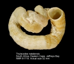 Thylacodes natalensis