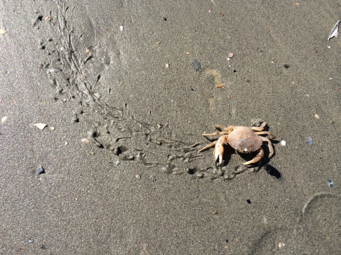 Zwemkrab met wandelspoor