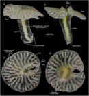 Dendrogramma enigmatica sp. nov., holotype