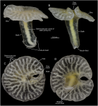 Dendrogramma enigmatica sp. nov., holotype