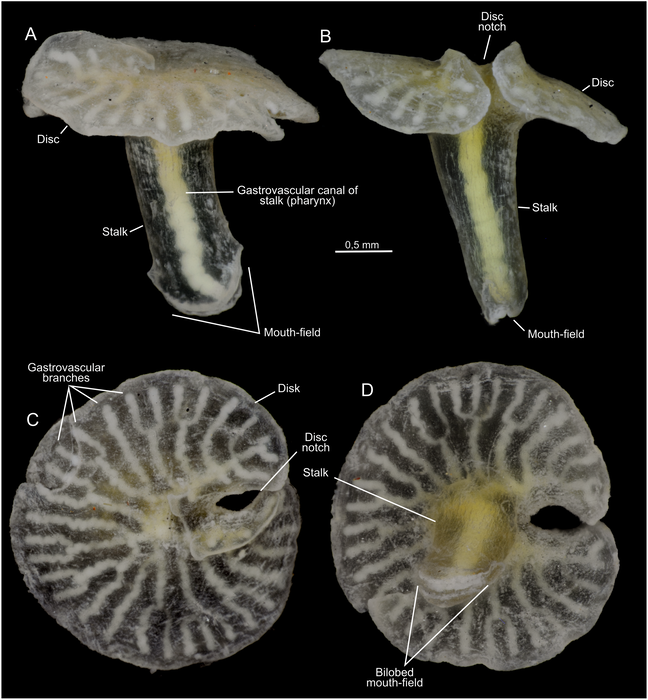 Dendrogramma enigmatica sp. nov., holotype Dendrogramma enigmatica sp. nov., holotype
