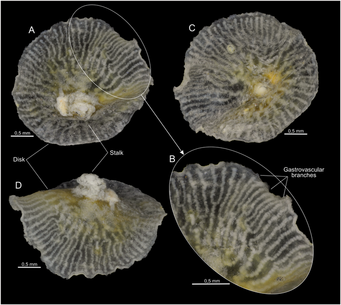 Dendrogramma discoides Dendrogramma discoides
