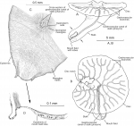 Dendrogramma enigmatica sp. n., A, holotype