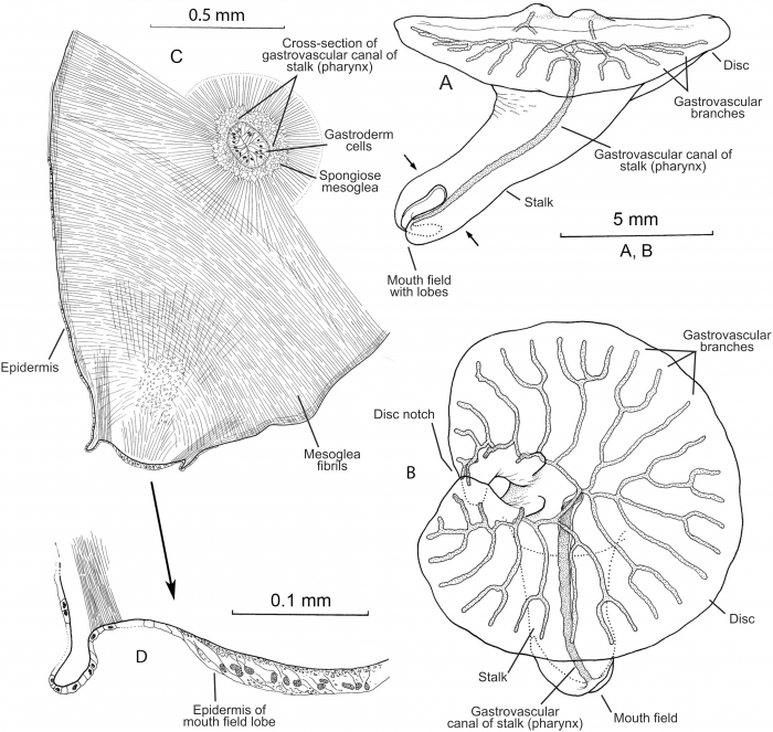 Dendrogramma enigmatica sp. n., A, holotype Dendrogramma enigmatica sp. n., A, holotype