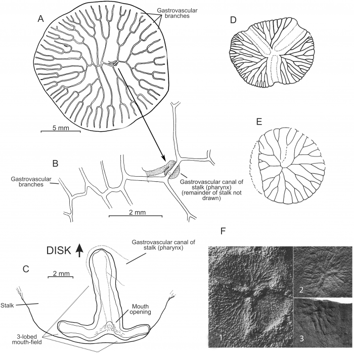 Dendrogramma discoides Dendrogramma discoides