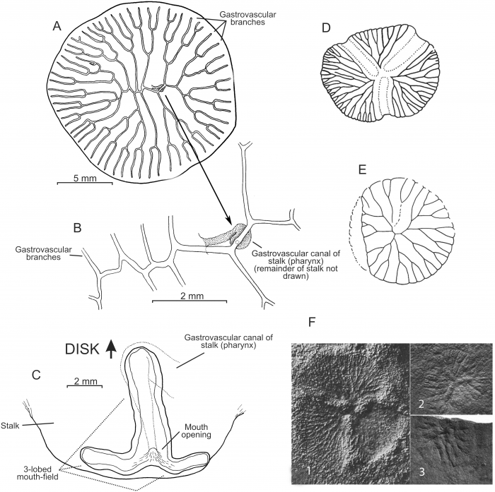 Dendrogramma discoides