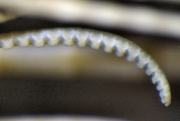 WoRMS - World Register of Marine Species