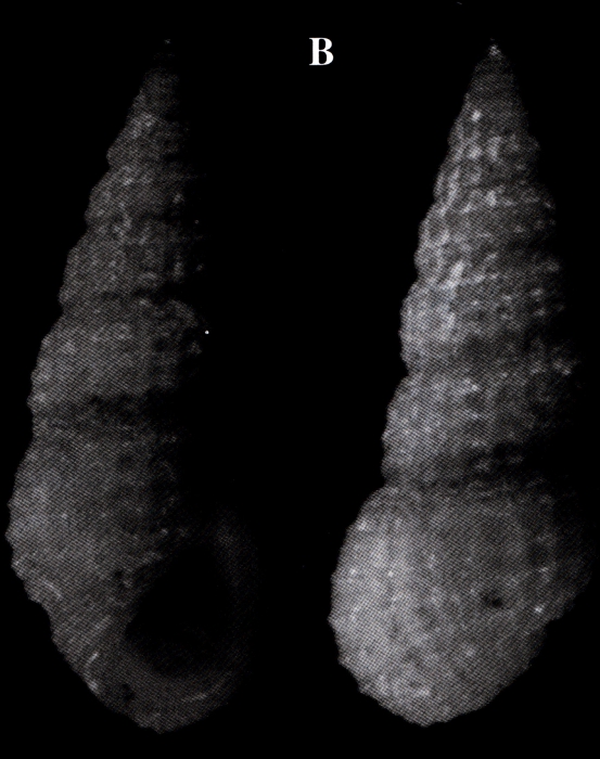 Rissoina redferni Espinosa & Ortea, 2002 Rissoina redferni Espinosa & Ortea, 2002