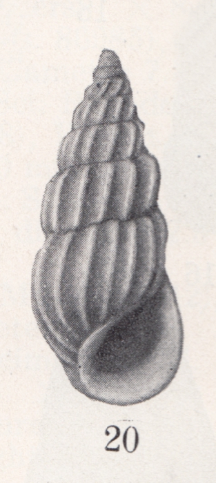 Schwartziella harpa (J. A. Gardner, 1948)