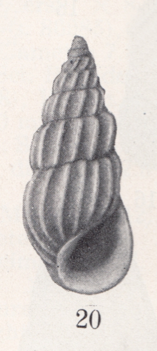 Schwartziella harpa (J. A. Gardner, 1948) Schwartziella harpa (J. A. Gardner, 1948)