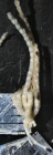 Antedon abyssicola Carpenter, 1888