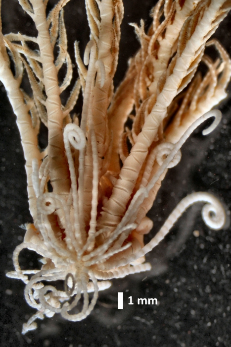 Erythrometra australis Holotype USNM 36050 entire