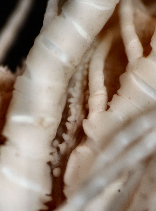 Erythrometra australis Holotype USNM 36050 side of tegmen