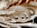 Erythrometra australis Holotype USNM 36050 cirri