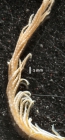 Erythrometra australis Holotype USNM 36050 distal pinnules